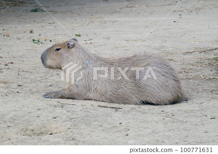 Capybara - Kapibara (Hydrochoerus hydrochaeris), the largest living rodent in the world 100771631