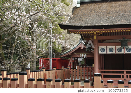 對馬神社的櫻花 100773225