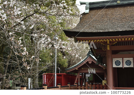 對馬神社的櫻花 100773226