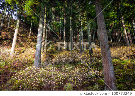 Fudojiri Colony of mitsumata in full bloom 100773249