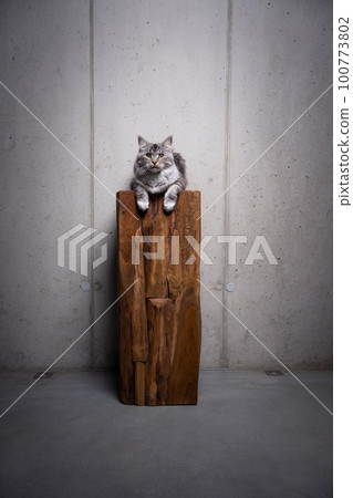maine coon cat on top of wooden podium 100773802
