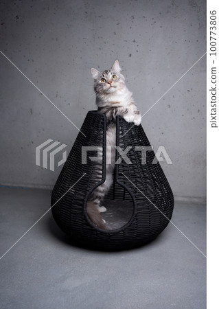cat inside of black pet cave basket cat inside of black pet cave basket 100773806