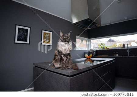 cat sitting on the kitchen counter cat sitting on the kitchen counter 100773811