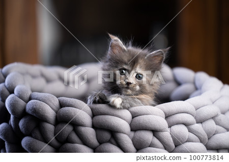 small tortie maine coon kitten portrait 100773814
