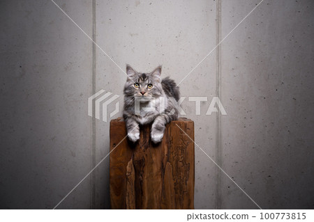 maine coon cat on top of wooden podium maine coon cat on top of wooden podium 100773815