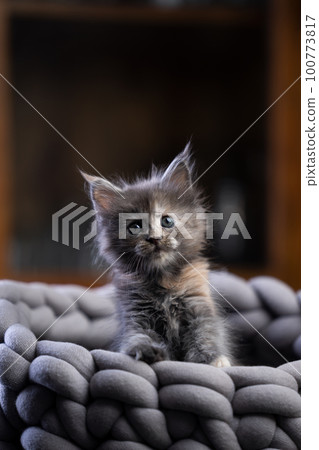 small tortie maine coon kitten portrait 100773817