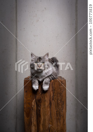 maine coon cat on top of wooden podium 100773819