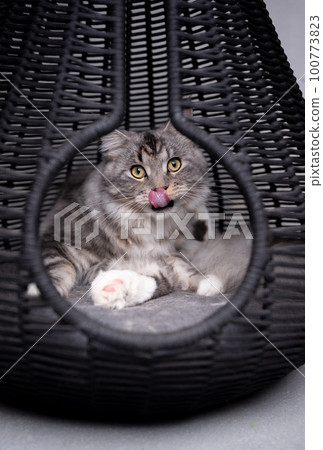 cat inside of black pet cave basket cat inside of black pet cave basket 100773823