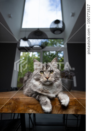 cat resting on dining table 100773827