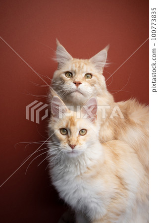 Father and son. Adult Maine, coon cat and young kitten Father and son. Adult Maine, coon cat and young kitten 100773835