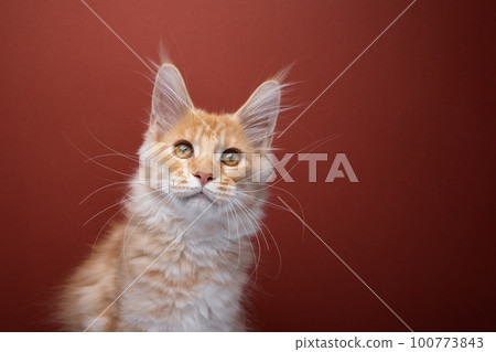 Ginger Maine coon kitten portrait with copy space Ginger Maine coon kitten portrait with copy space 100773843