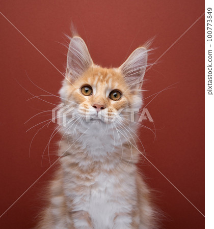 Cute ginger Maine coon kitten portrait Cute ginger Maine coon kitten portrait 100773849