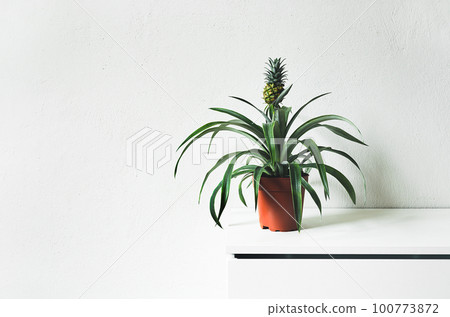 A young plant of the pineapple on a white table in a room, minimalist and scandinavian style, copy space A young plant of the pineapple on a white table in a room, minimalist and scandinavian style, copy space 100773872