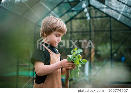 Little boy holding pepper plant, when transplanting it in eco greenhouse, learn gardening. Little boy holding pepper plant, when transplanting it in eco greenhouse, learn gardening. 100774907
