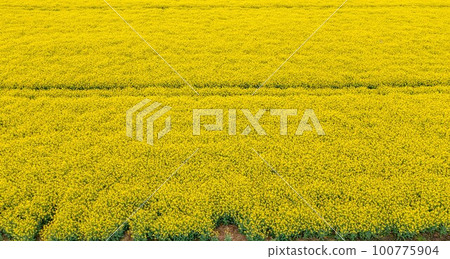 Yellow raps field. Aerial drone view, Top view 100775904