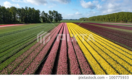 Aerial from blossoming tulip fields in the Chile near Osorno Aerial from blossoming tulip fields in the Chile near Osorno 100775933