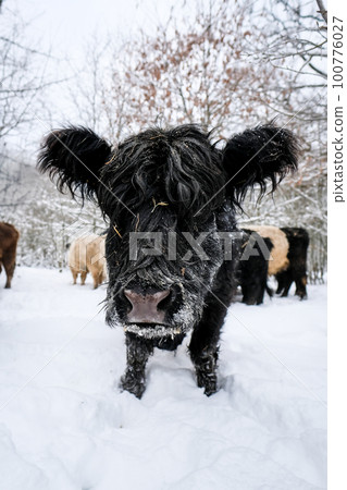 Galloway cattle breed cows in winter. Selective focus Galloway cattle breed cows in winter. Selective focus 100776027