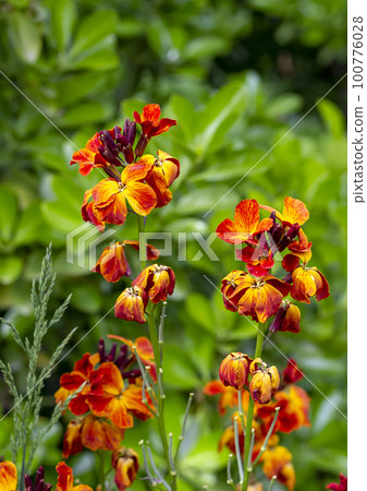 spring flowers  100776028