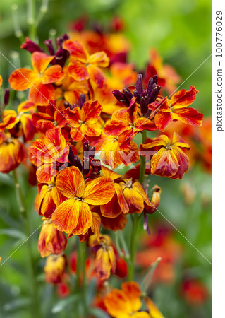 colored flowers  100776029