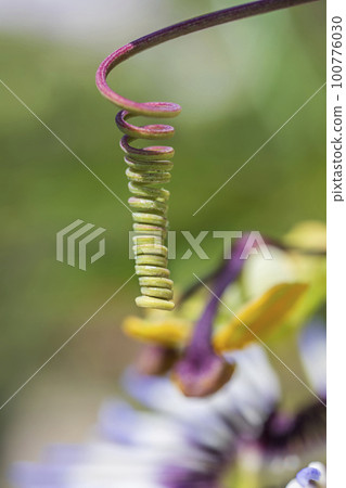 green plant green plant 100776030