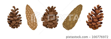 Fir or Pine Cones as Seed Plant Part Vector Set 100776972