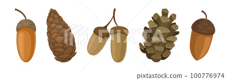Fir or Pine Cones and Acorns as Seed Containing Plant Part Vector Set Fir or Pine Cones and Acorns as Seed Containing Plant Part Vector Set 100776974