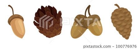 Fir or Pine Cones and Acorns as Seed Containing Plant Part Vector Set 100776976