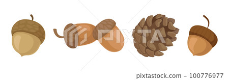 Fir or Pine Cones and Acorns as Seed Containing Plant Part Vector Set 100776977