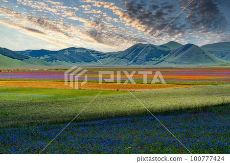 Lentil flowering with poppies and cornflowers in Castelluccio di Norcia, Italy 100777424