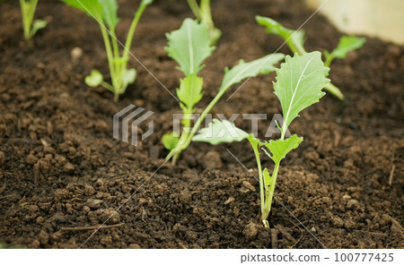Kohlrabi greenhouse foil seedlings young planting tuber bio detail field lettuce spinach root crop turnip German white farm farming garden stem growing organic Brassica oleracea gongylodes Europe 100777425