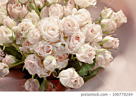 background of the many delicate little pink roses background of the many delicate little pink roses 100778284