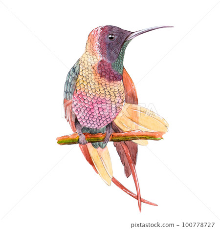 Hummingbird watercolor illustration isolated on white background 100778727