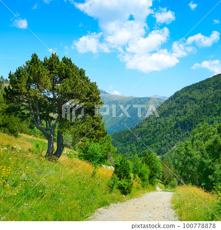 Rocky path in mountains covered with forest 100778878