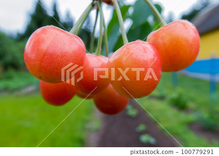 Cherry berries. A bunch of ripe berries on a tree in close-up 100779291