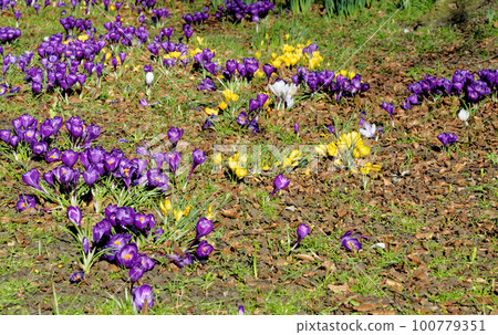 Field with crocuses flowers. The Crocus flavus - part of the family Iridacea. Field with crocuses flowers. The Crocus flavus - part of the family Iridacea. 100779351