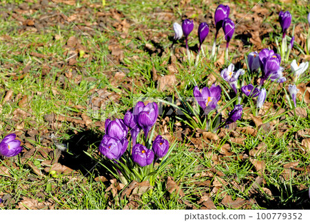Field with crocuses flowers. The Crocus flavus - part of the family Iridacea. Field with crocuses flowers. The Crocus flavus - part of the family Iridacea. 100779352
