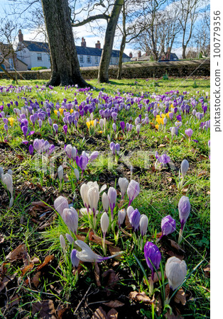 Field with crocuses flowers. The Crocus flavus - part of the family Iridacea. Field with crocuses flowers. The Crocus flavus - part of the family Iridacea. 100779356
