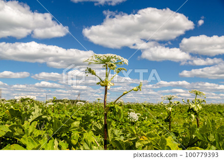 Heracleum Sosnowskyi contain the intense toxic allergen furanocoumarin 100779393