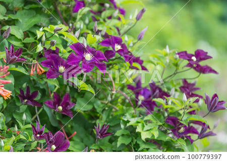 The abundant clematis Niobe of dark violet purple color with a large flower in the garden. The abundant clematis Niobe of dark violet purple color with a large flower in the garden. 100779397
