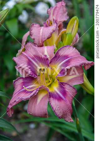 Hemerocallis, Mildred Mitchell Daylily in the garden Hemerocallis, Mildred Mitchell Daylily in the garden 100779474