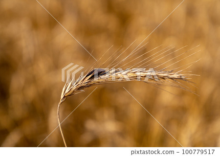 Rye with ergot fungus in the field 100779517