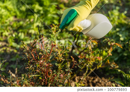 Treatment of roses from pests, aphids and fungi. Remedy for roses from diseases and pests. 100779893