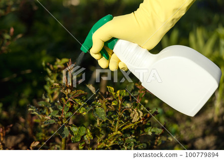 Treatment of roses from pests, aphids and fungi. Remedy for roses from diseases and pests. 100779894