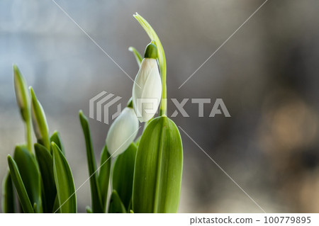 Snowdrop flowers in pot on the windowsill  100779895