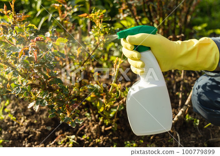 Treatment of roses from pests, aphids and fungi. Remedy for roses from diseases and pests. 100779899