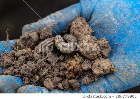Winter pest insect pest (Agrotis segetum) Winter pest insect pest (Agrotis segetum) 100779905
