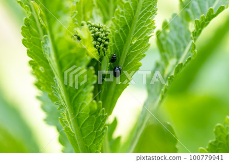 close-up flea beetle black insect with dung on leaf close-up flea beetle black insect with dung on leaf 100779941