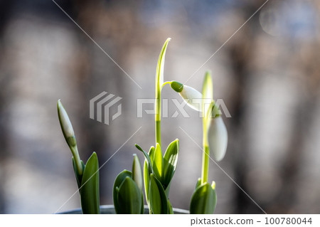 Snowdrop flowers in pot on the windowsill Snowdrop flowers in pot on the windowsill 100780044