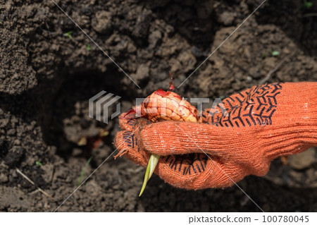 gladiolus bulb in the hand of a female gardener against the background of black earth soil gladiolus bulb in the hand of a female gardener against the background of black earth soil 100780045