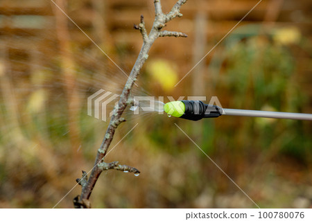 Spraying fruit trees with a pump sprayer with insecticides and fungicides in the spring season 100780076